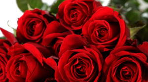 情人節送花攻略｜買花前必讀：玫瑰顔色和玫瑰枝數花語