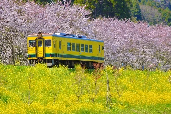 夷隅鐵道油菜花
