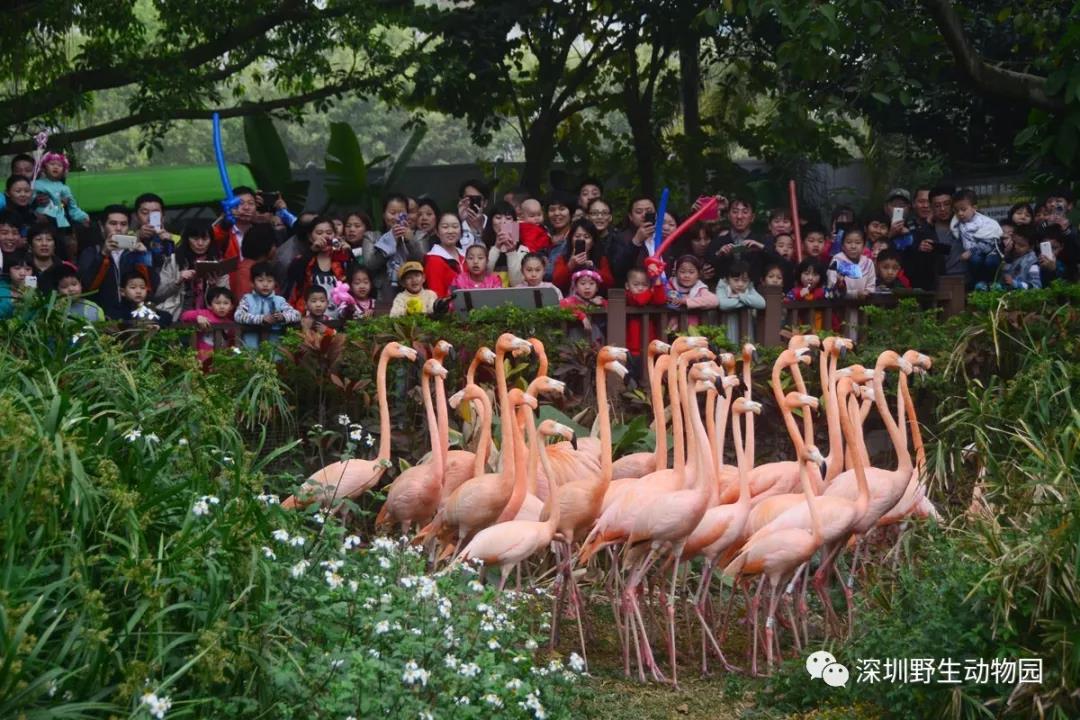深圳野生動物園 | 表演區