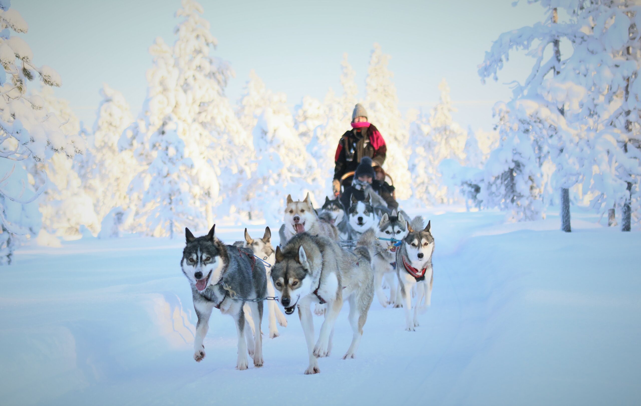 聖誕老人村｜必試體驗｜1.雪橇體驗-北極圈哈士奇公園