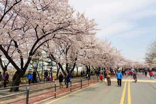 韓國櫻花季2024｜10大賞櫻景點推介: 首爾、釜山、濟州