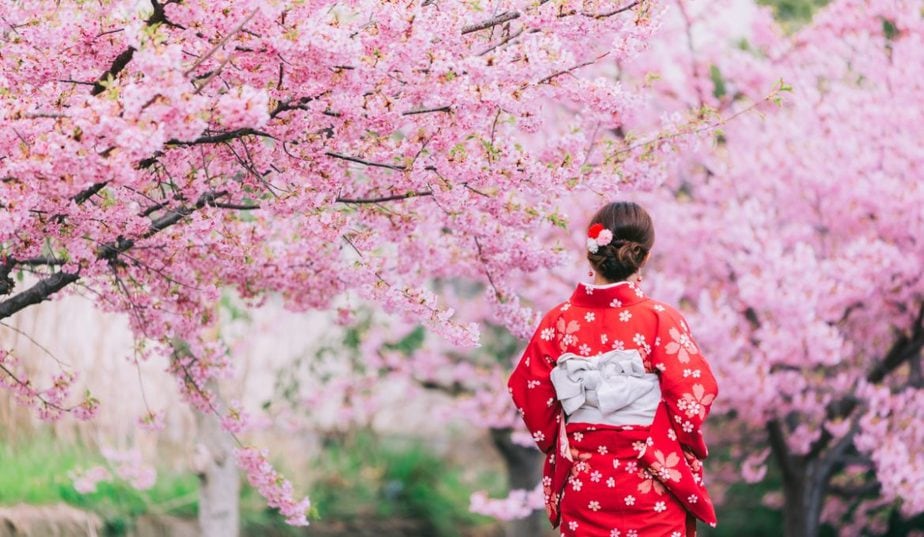 日本櫻花預測2024櫻花季開花時間表