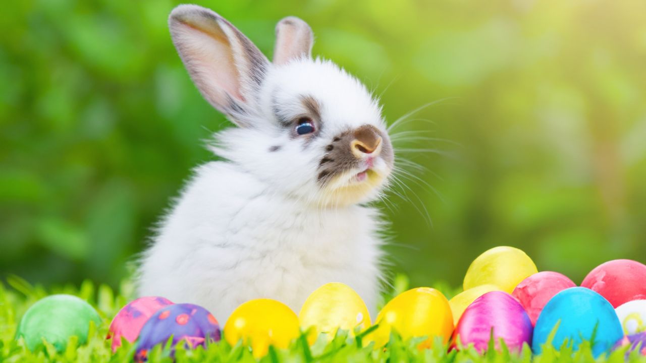 復活節象徵品物丨復活兔